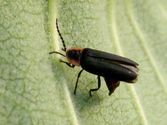 Pyropyga decipiens