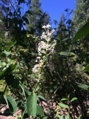 Ceanothus integerrimus macrothyrsus