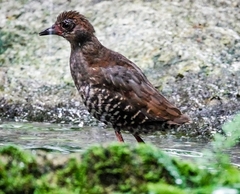 Red-Legged Crake photo 2