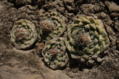 Strombocactus disciformis