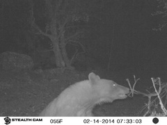 Ursus americanus machetes