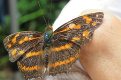 Symbrenthia lilaea formosanus