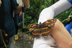 Symbrenthia lilaea formosanus