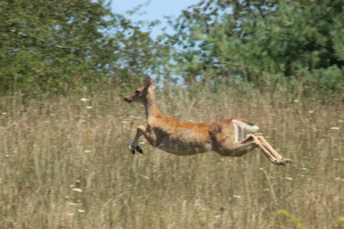 White-tailed Deer photographed in West Virginia
