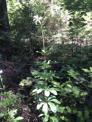 Lilium washingtonianum