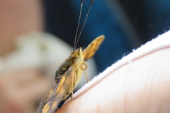 Symbrenthia lilaea formosanus