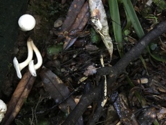 Camarophyllus impurus