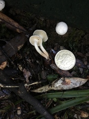 Camarophyllus impurus