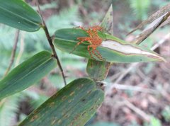 Hamadruas hieroglyphica