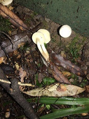 Camarophyllus impurus