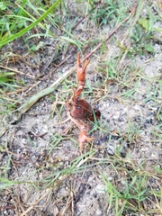 Procambarus albaughi