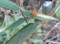 Hamadruas hieroglyphica