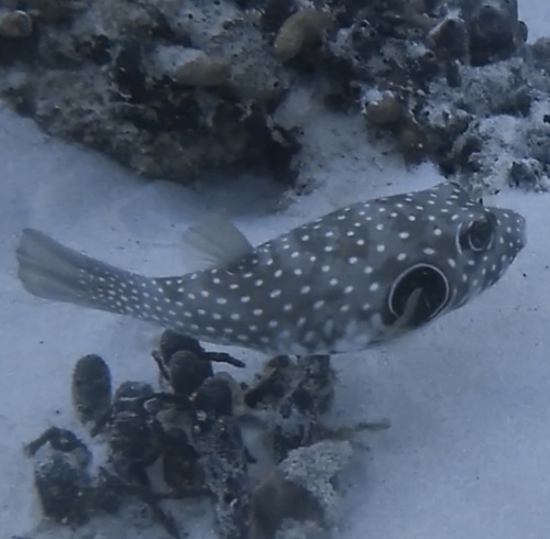 White-spotted Puffer (Arothron hispidus)