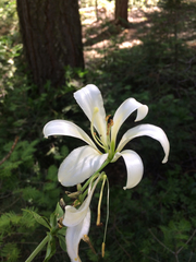 Lilium washingtonianum