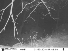 Ursus americanus machetes