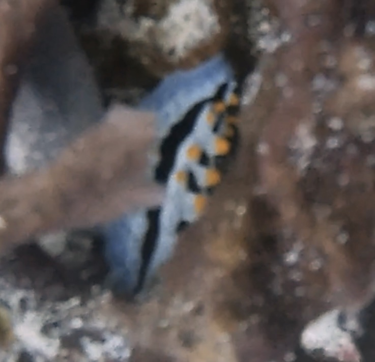 Heavenly Wart Slug