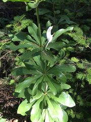 Lilium washingtonianum
