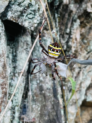 Argiope aetheroides