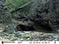 Ursus americanus machetes