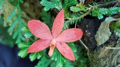 Prosthechea vitellina