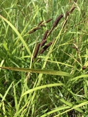 Carex shortiana