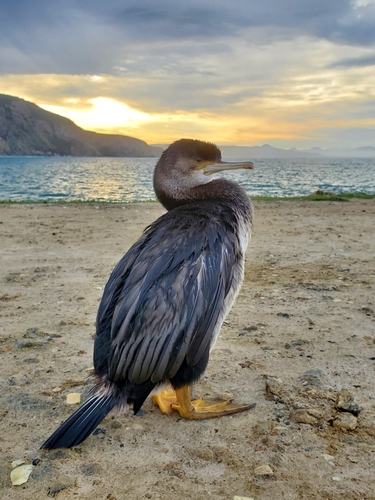 Tüpfelscharbe (Phalacrocorax punctatus)