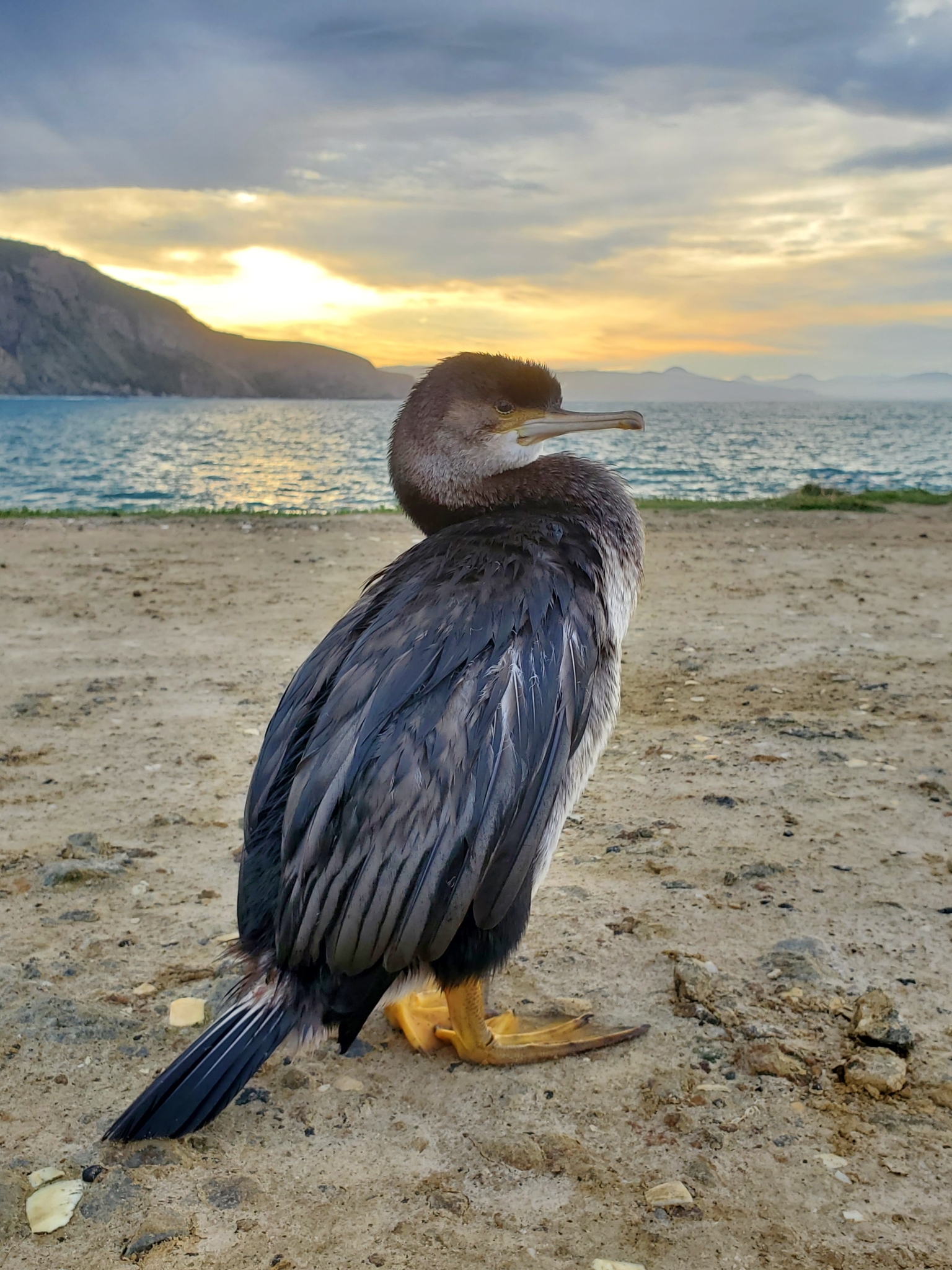 Spotted Shag illustration