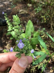 Scutellaria ovata