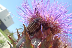 Anoxia australis