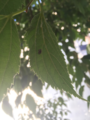 Exochomus quadripustulatus