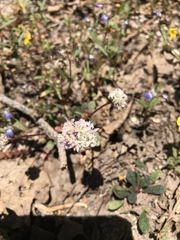 Calyptridium monospermum