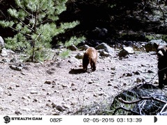 Ursus americanus machetes