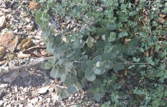 Arctostaphylos luciana