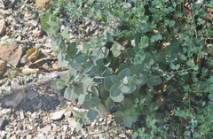 Arctostaphylos luciana