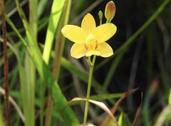 Spathoglottis pubescens
