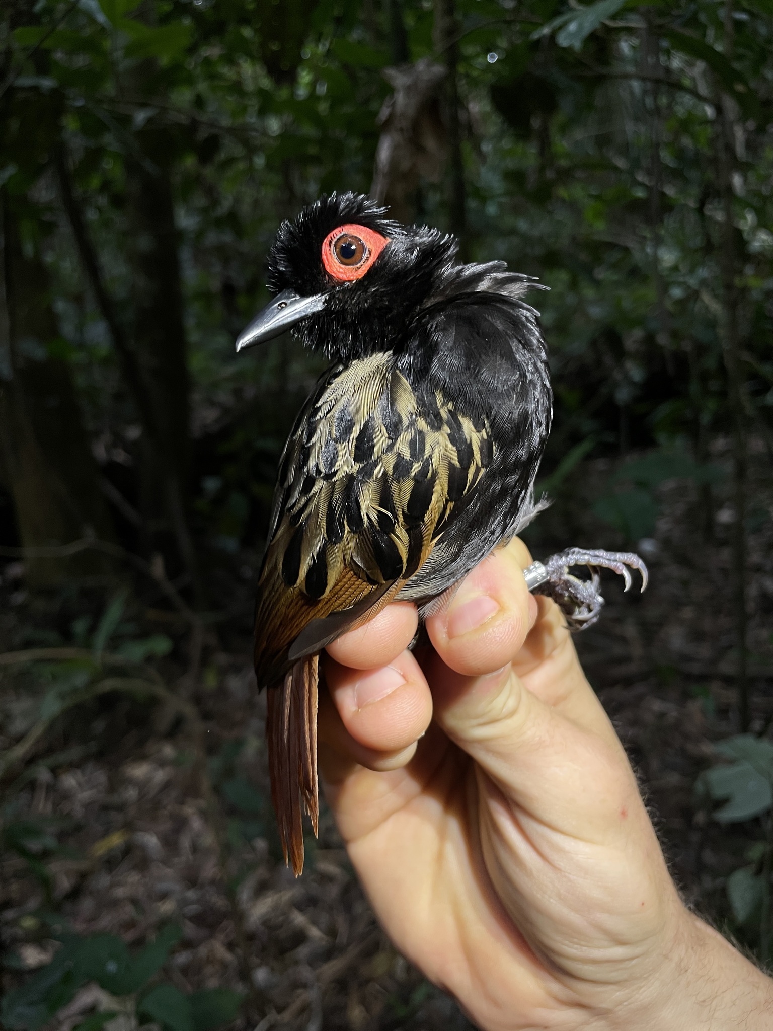 Black-spotted Bare-eye (Phlegopsis nigromaculata), photo 1
