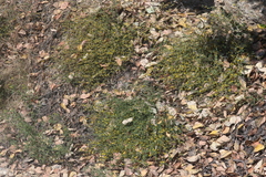 Acmispon junceus biolettii