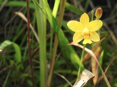 Spathoglottis pubescens