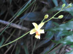 Spathoglottis pubescens
