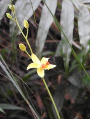 Spathoglottis pubescens