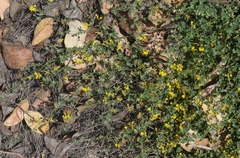 Acmispon junceus biolettii