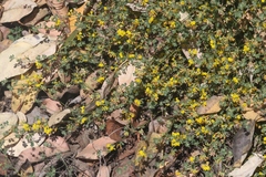 Acmispon junceus biolettii