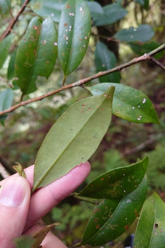 Image of Cleyera japonica by (c) 如此甚好, some rights reserved (CC BY)