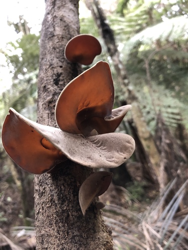 Ear fungus