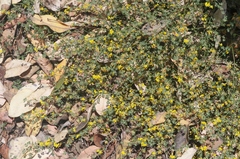 Acmispon junceus biolettii