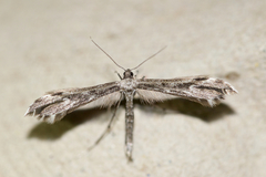 Hellinsia inquinatus