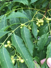 Angiospermae