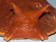 Megalobulimus popelairianus