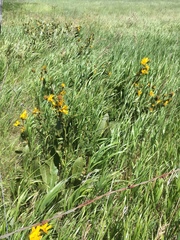 Wyethia amplexicaulis