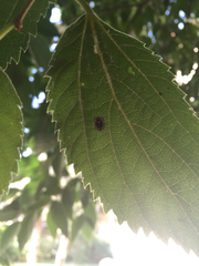 Exochomus quadripustulatus